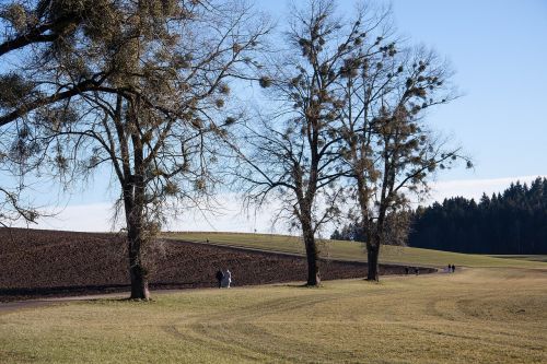 poplars tree walk recovery