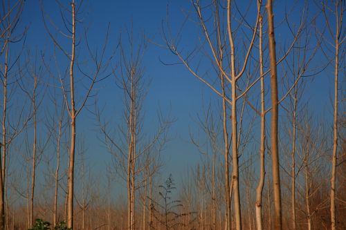 poplars winter landscape