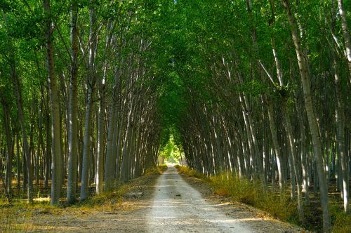 poplars forest path