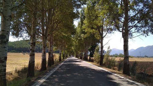 poplars  trees  alley