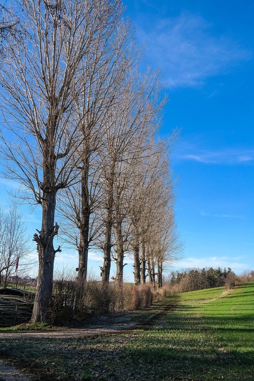 poplars  trees  landscape