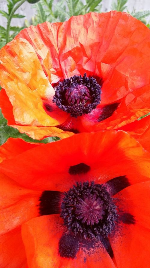 poppies flower red