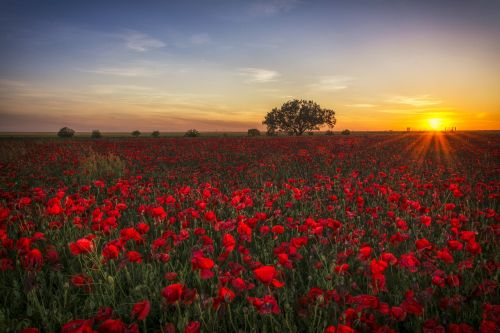 poppies sunset red