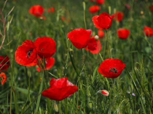 poppies field of poppies klatschmohnfeld