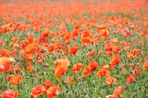 poppies poppy field of poppies