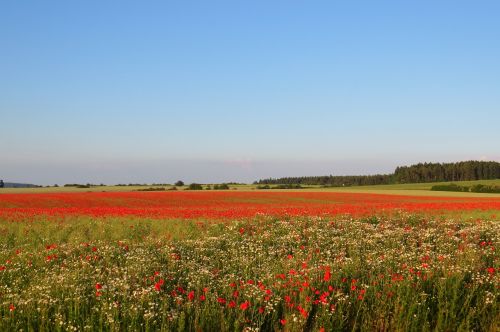 poppies field meadow