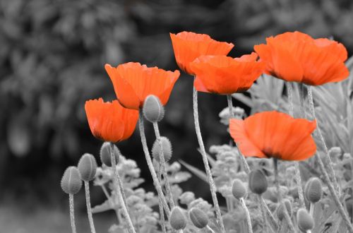 Poppies