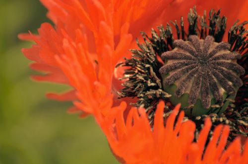 Poppies