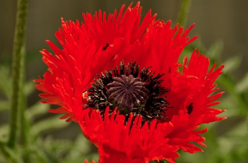 Poppies