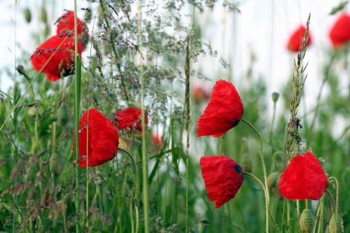 poppies flowers field of poppies