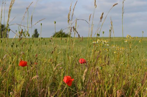 poppies chamomile flowers