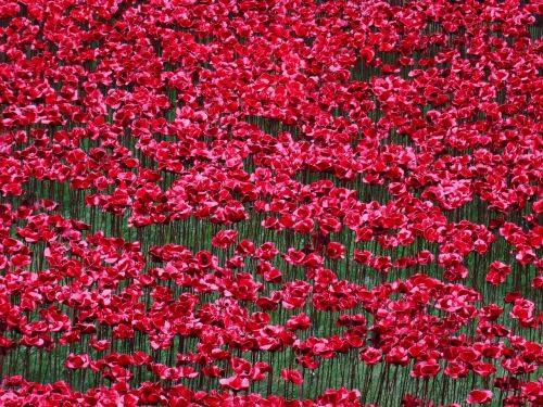 poppies world war i memory