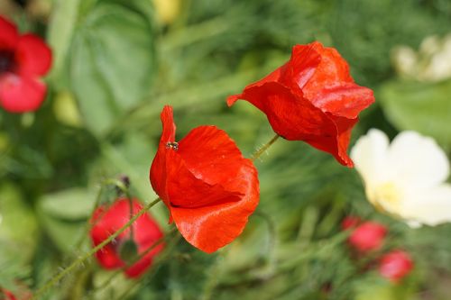 poppies flowers flora