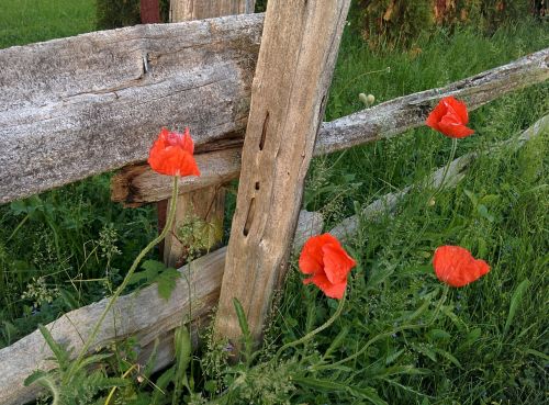 poppies nature fence