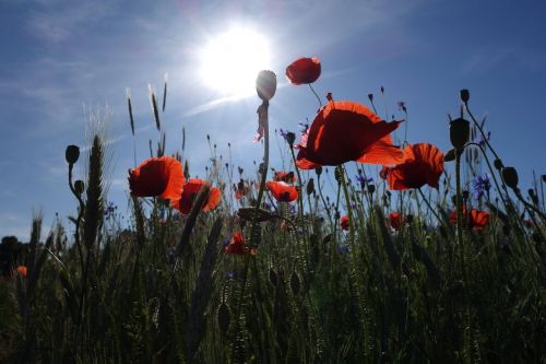 poppies meadow the sun