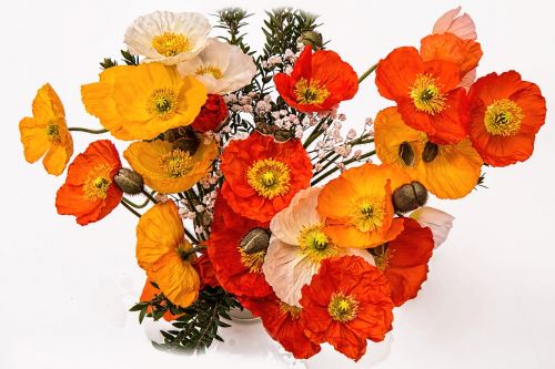 poppies cheerful happy