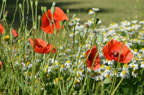 poppies wild summer flowers