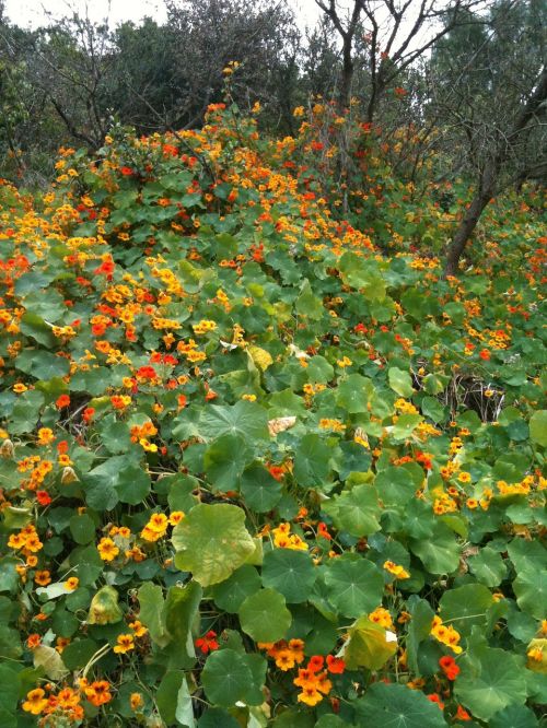 poppies flower blossom