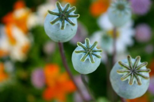 poppies seed pods flowers