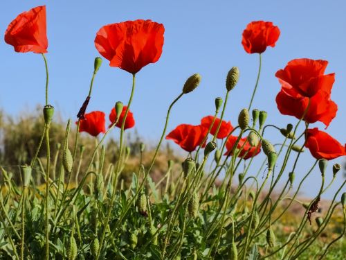 poppies flower spring