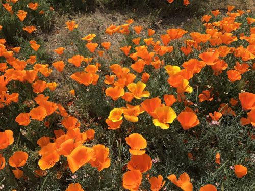 poppies field flowers