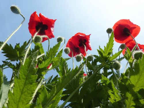 poppies flowers nature