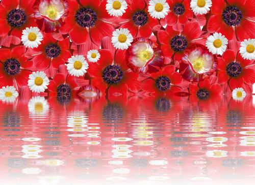 poppies effect red summer