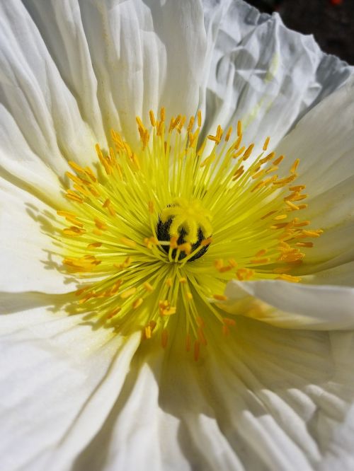 poppies pistil flower