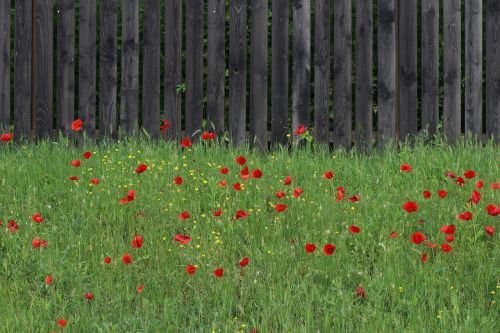 poppies fence red
