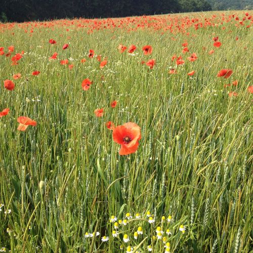 poppies meadow klatschmohnfeld