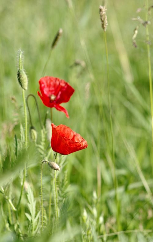 poppies red the beasts of the field