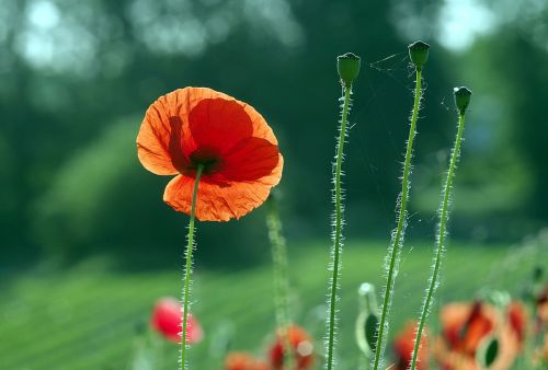 poppies red the beasts of the field