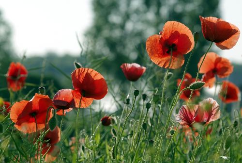 poppies red the beasts of the field