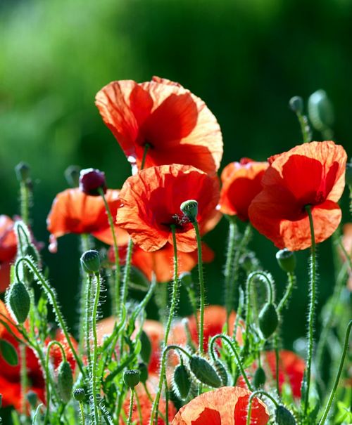 poppies red the beasts of the field