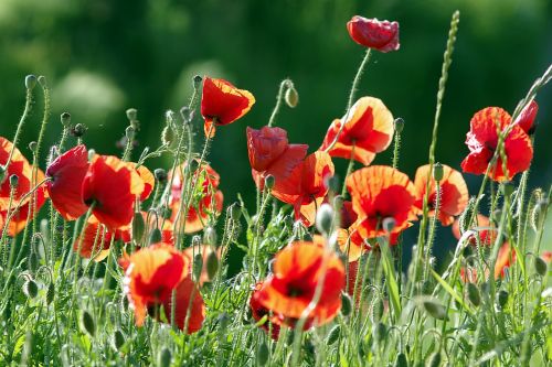 poppies red the beasts of the field