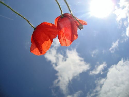 poppies flowers sky