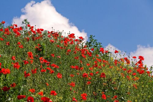 poppies summer meadow