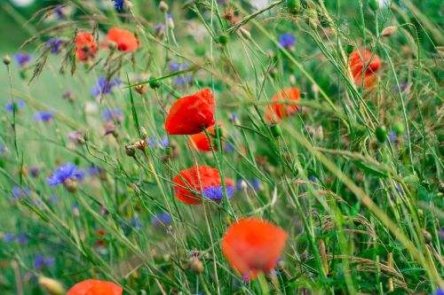 poppies charby flowers