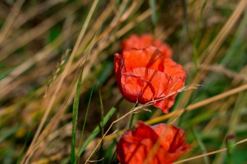 poppies flowers meadow