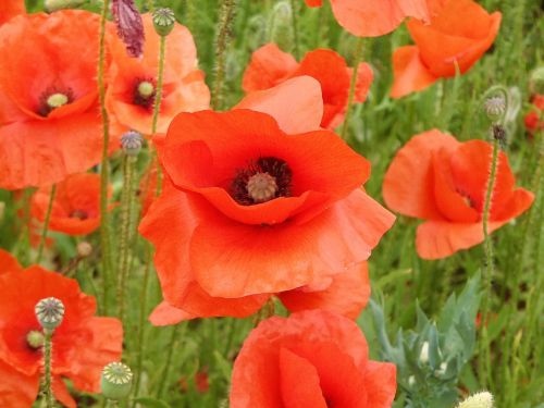 poppies field red