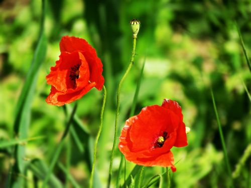 poppies plants flowers