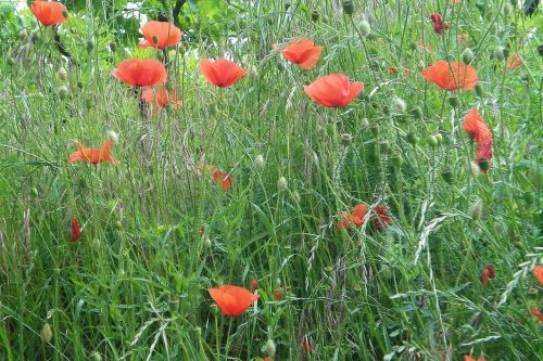 poppies nature meadow