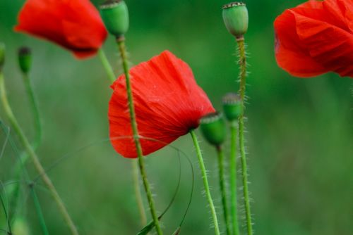 poppies green stems