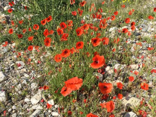 poppies spring red