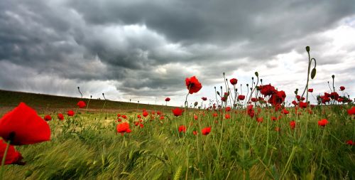 poppies field klatschmohn