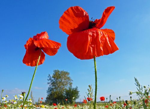 poppies nature red