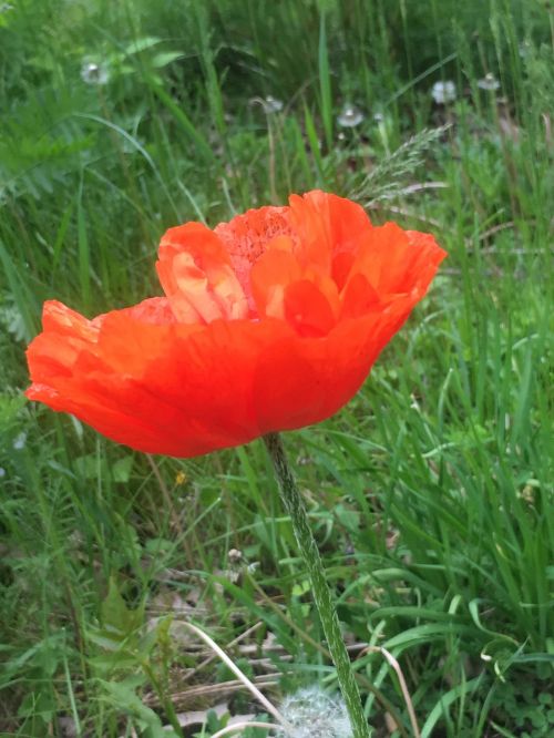 poppies red nature