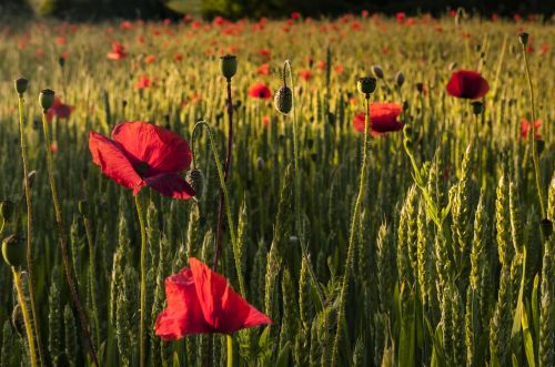 poppies fields red