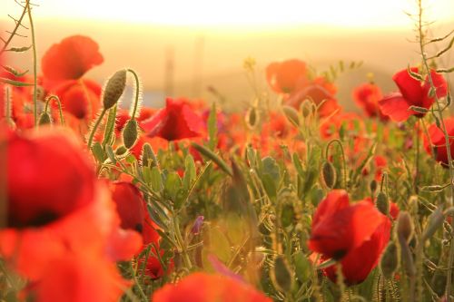 poppies sunset field