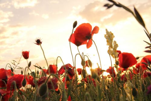 poppies sunset field